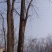 红油香椿树261~300cm