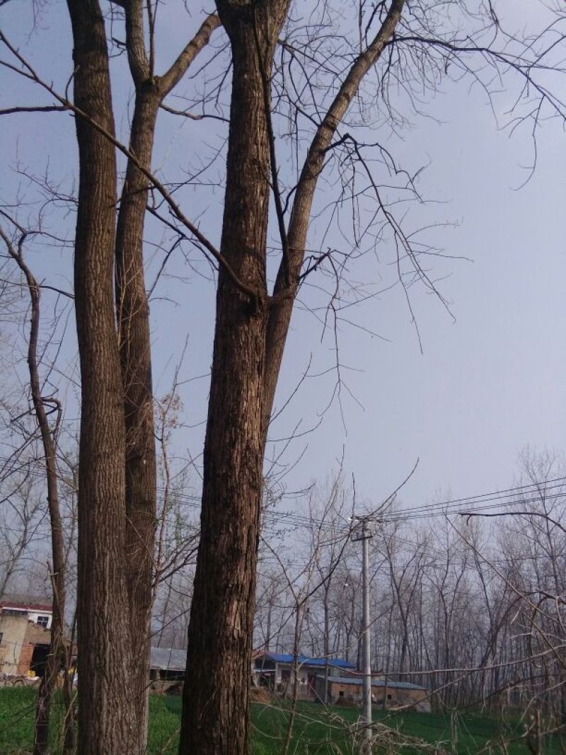 红油香椿树261~300cm