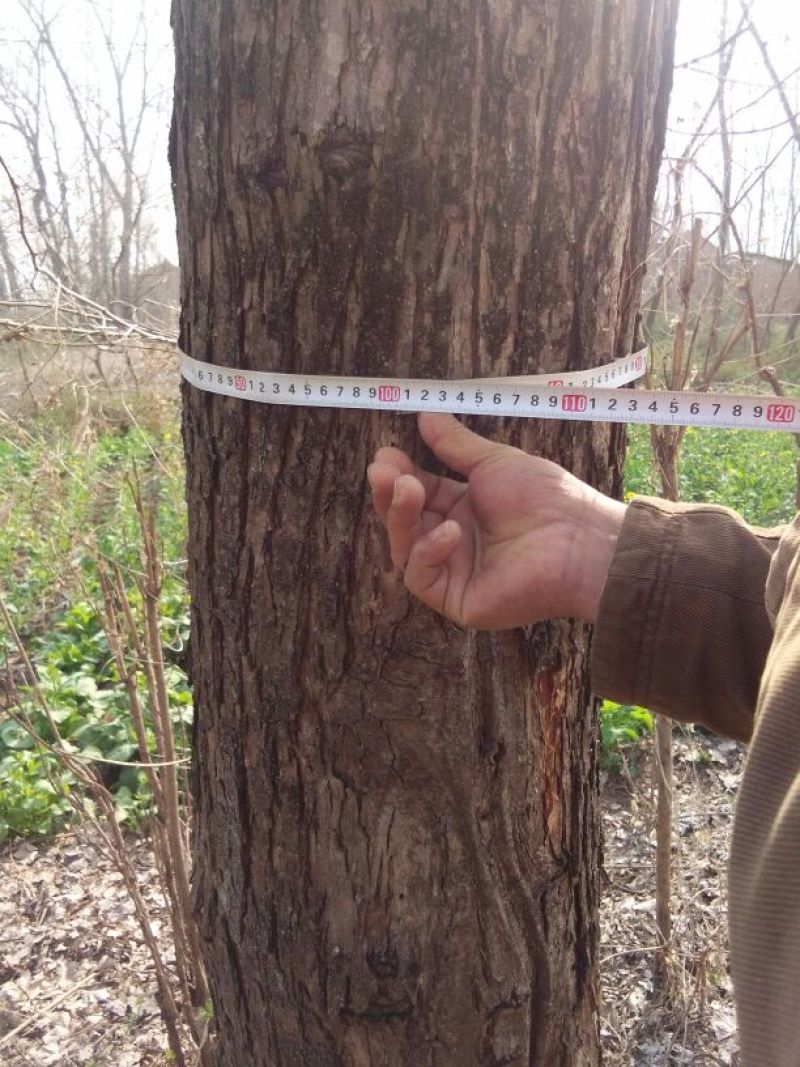 红油香椿树261~300cm