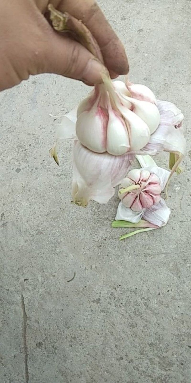 大蒜4.5cm~5cm鲜蒜