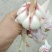 大蒜4.5cm~5cm鲜蒜