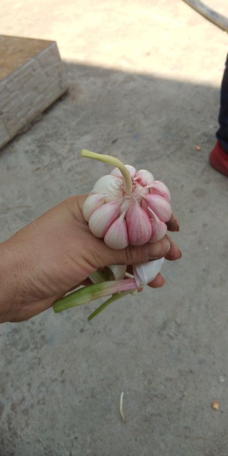 大蒜4.5cm~5cm鲜蒜