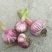 大蒜4.5cm~5cm鲜蒜