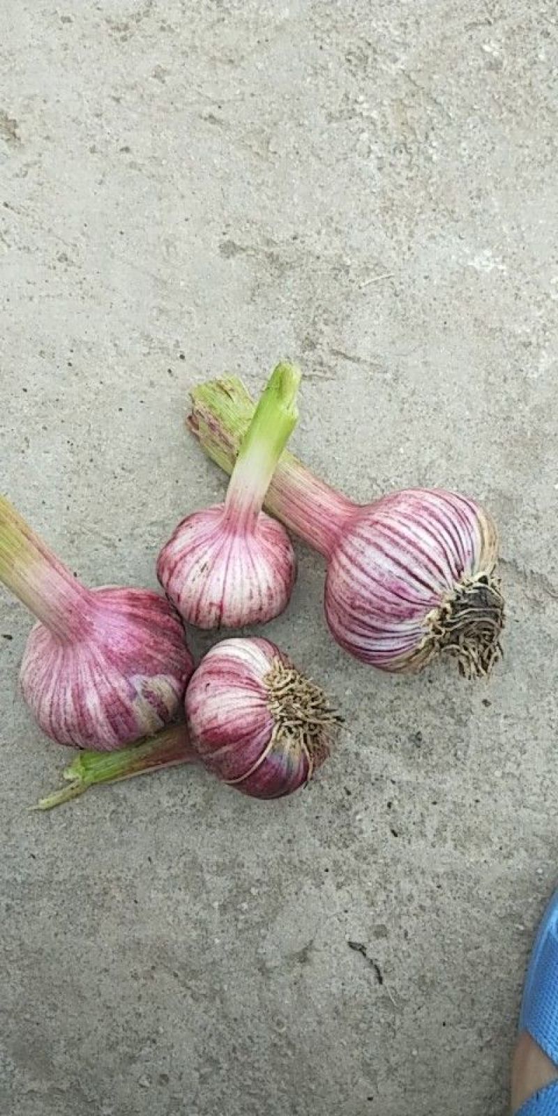 大蒜4.5cm~5cm鲜蒜