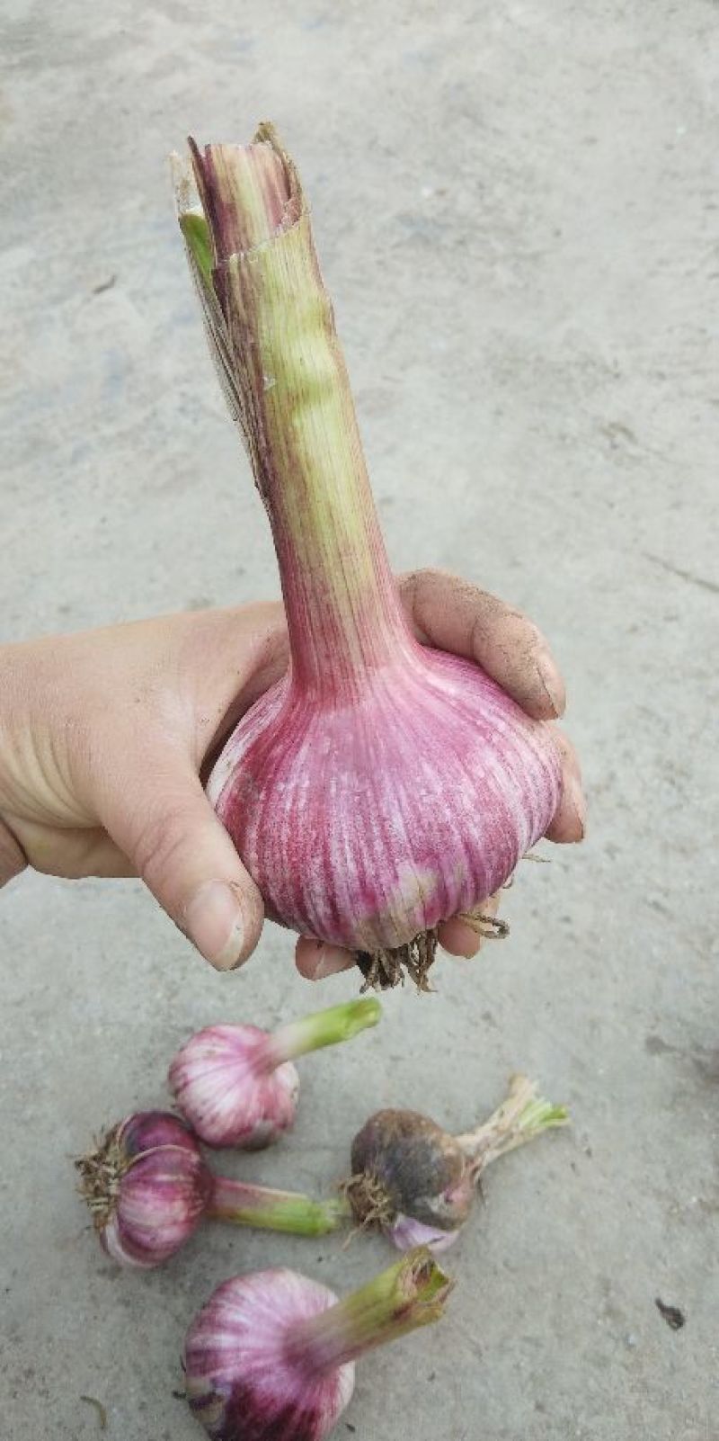 大蒜4.5cm~5cm鲜蒜