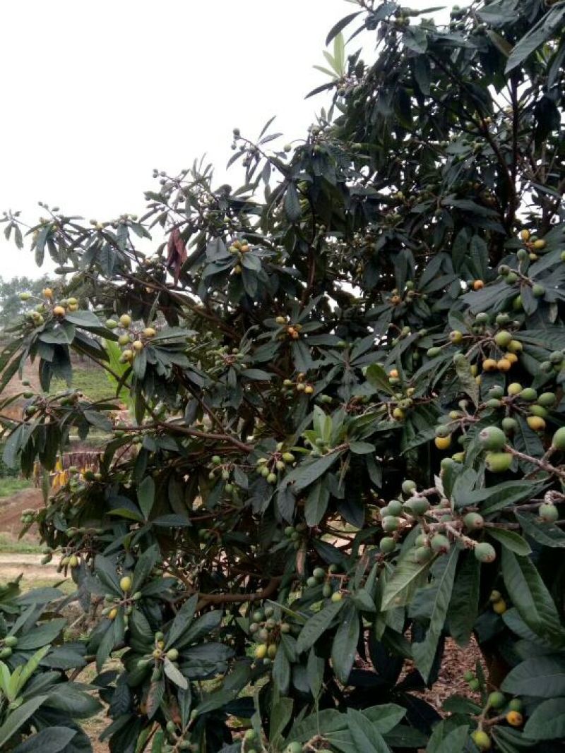 枇杷树苗30~50cm