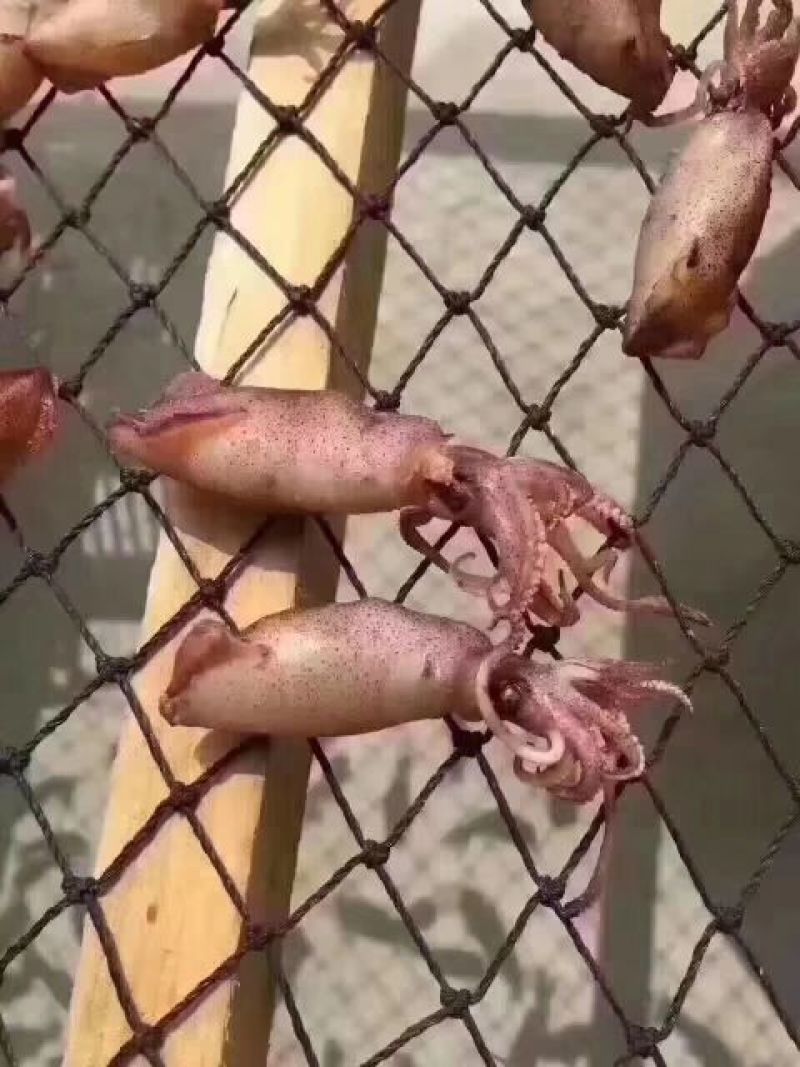 鱿鱼筒