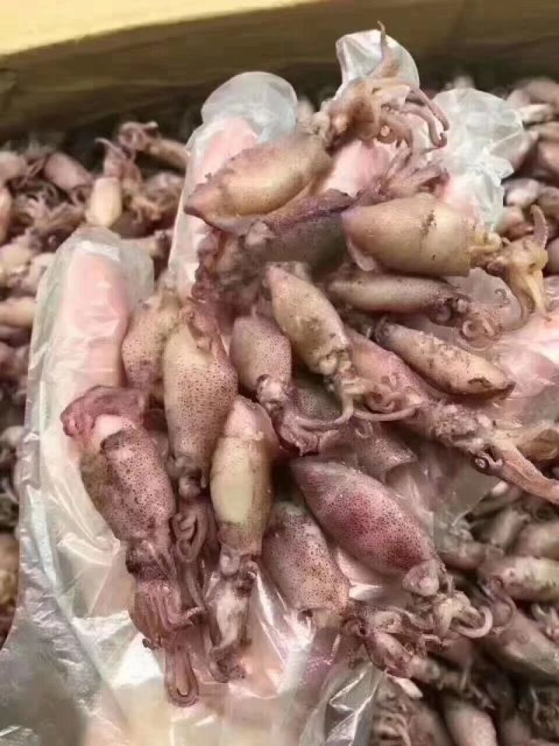 鱿鱼筒