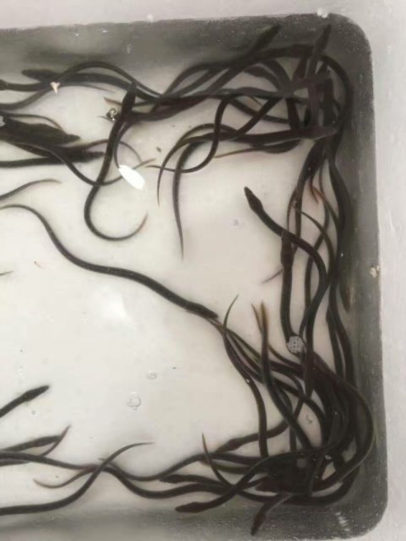 鳗鱼鱼苗白鳝鱼苗花鳗鱼苗日本鳗鱼苗
