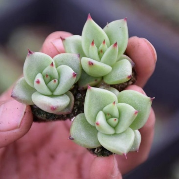 多肉植物乌木小苗，不含盆