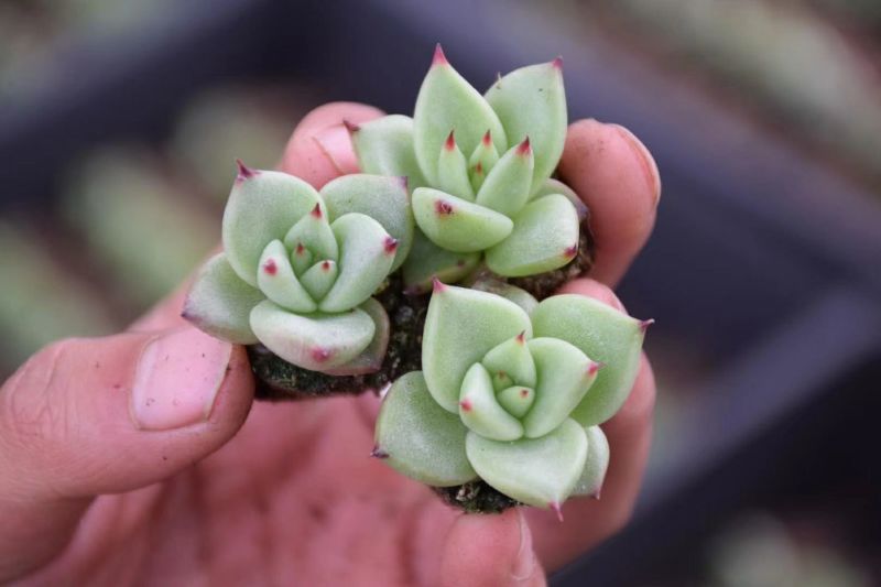 多肉植物乌木小苗，不含盆