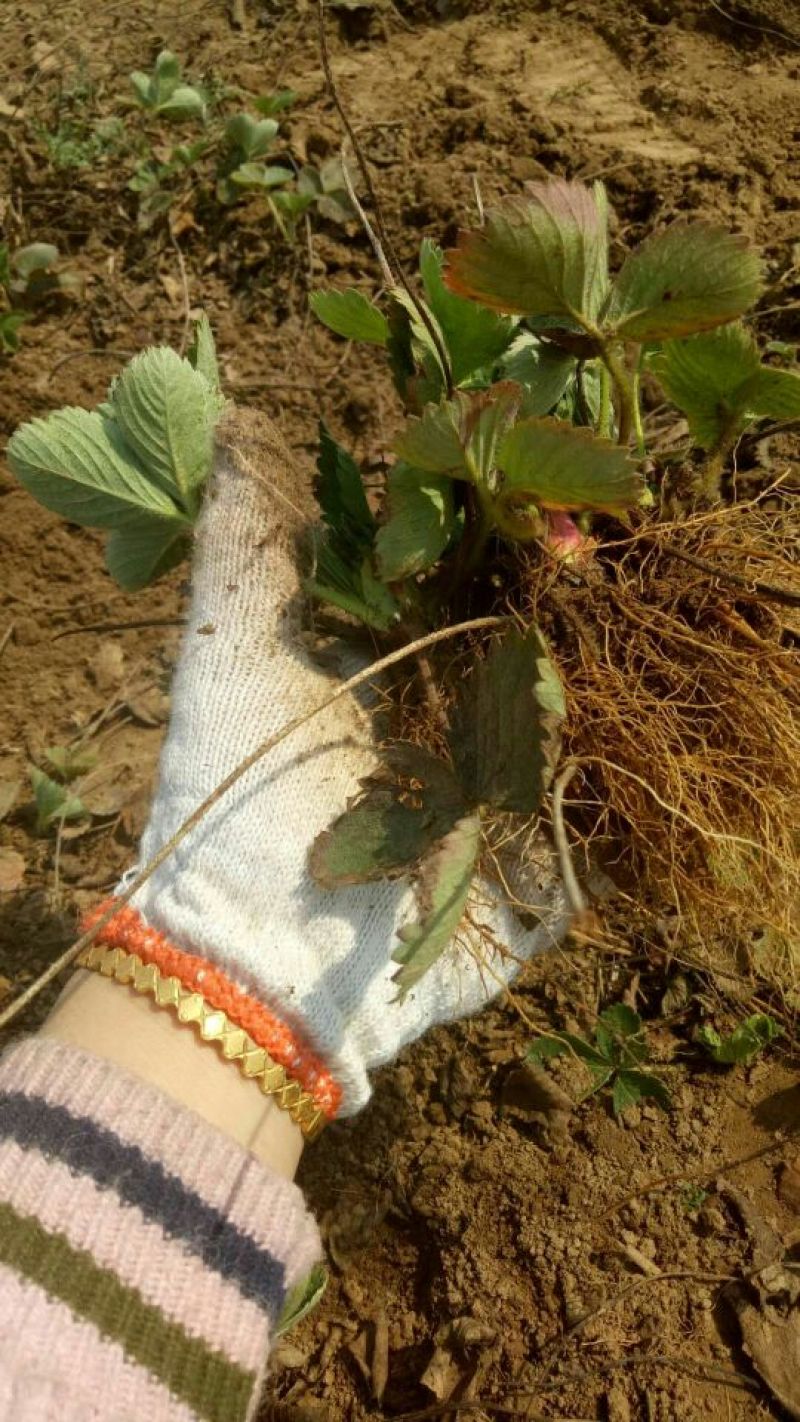 甜查理草莓苗种苗基地发货加冰发货