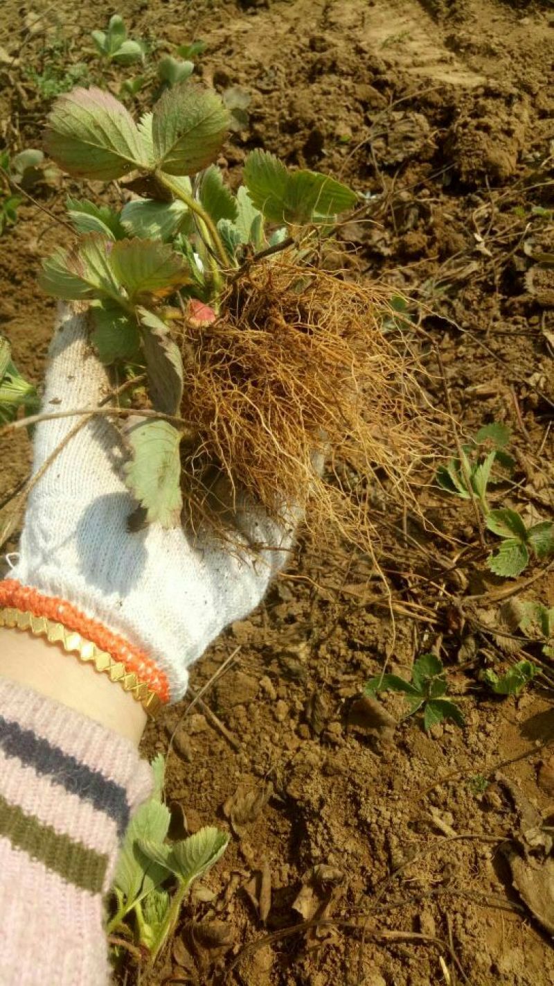 甜查理草莓苗种苗基地发货加冰发货