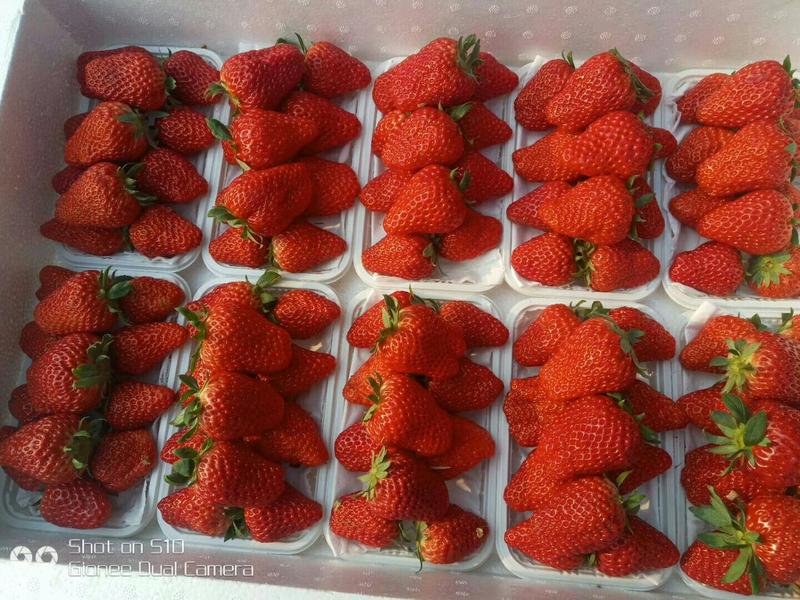 甜查理草莓苗种苗基地发货加冰发货