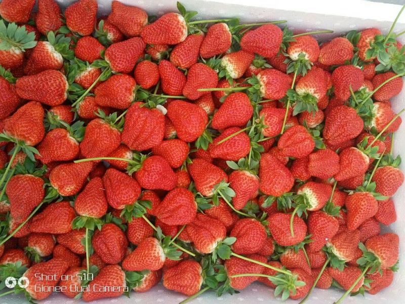 甜查理草莓苗种苗基地发货加冰发货