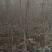 果石榴2~4cm4~6cm2.5~3米