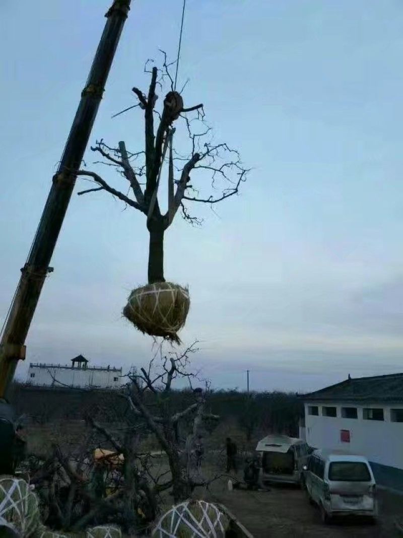 梨树苗10~20cm0.8cm