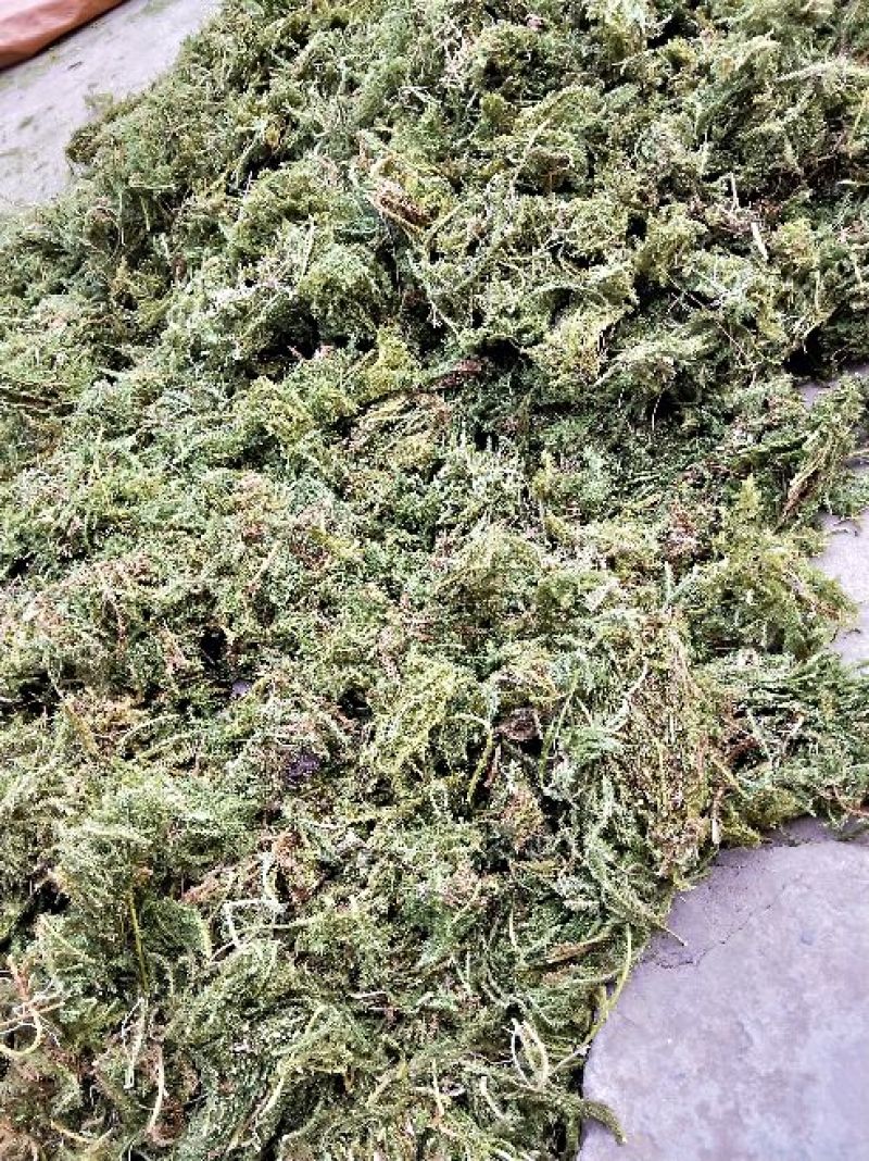 伸筋草