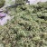 伸筋草