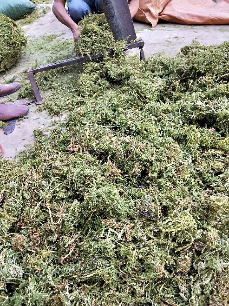 伸筋草