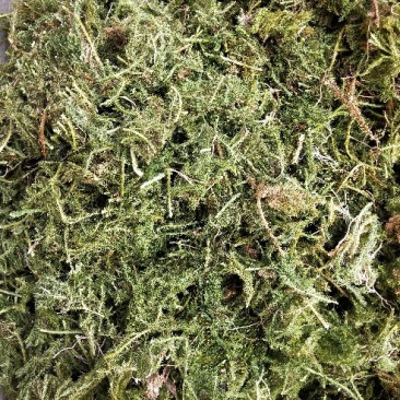 伸筋草