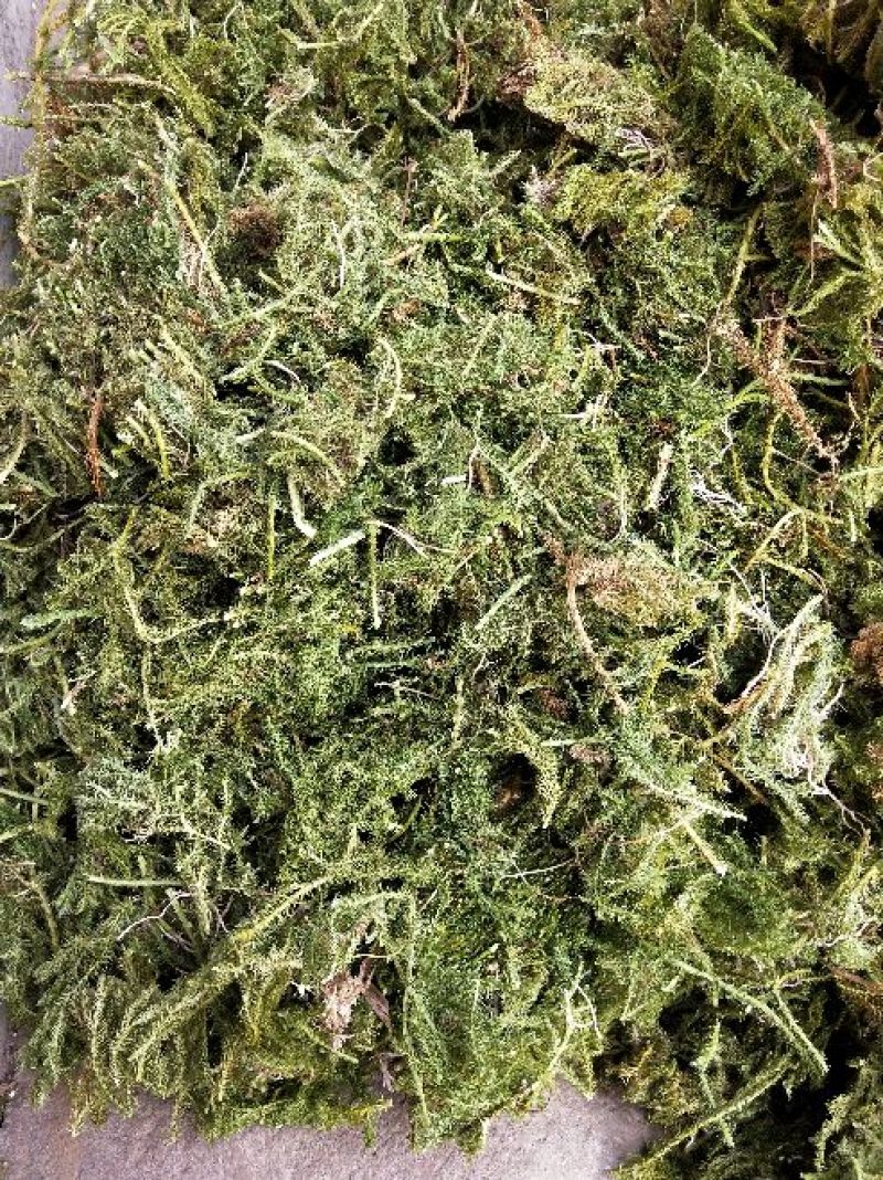 伸筋草