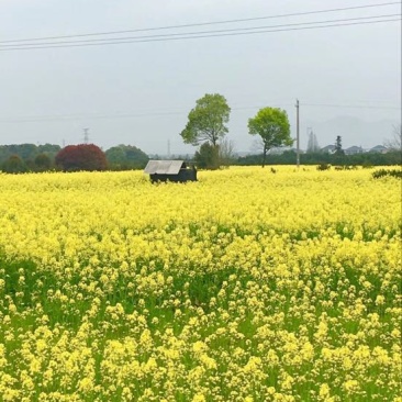 油菜籽1级