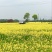 油菜籽1级