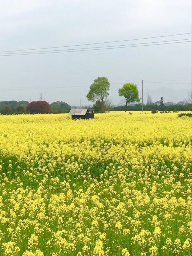 油菜籽1级