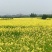 油菜籽1级