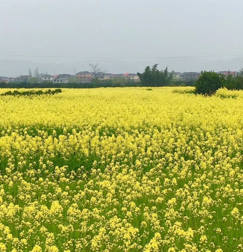 油菜籽1级