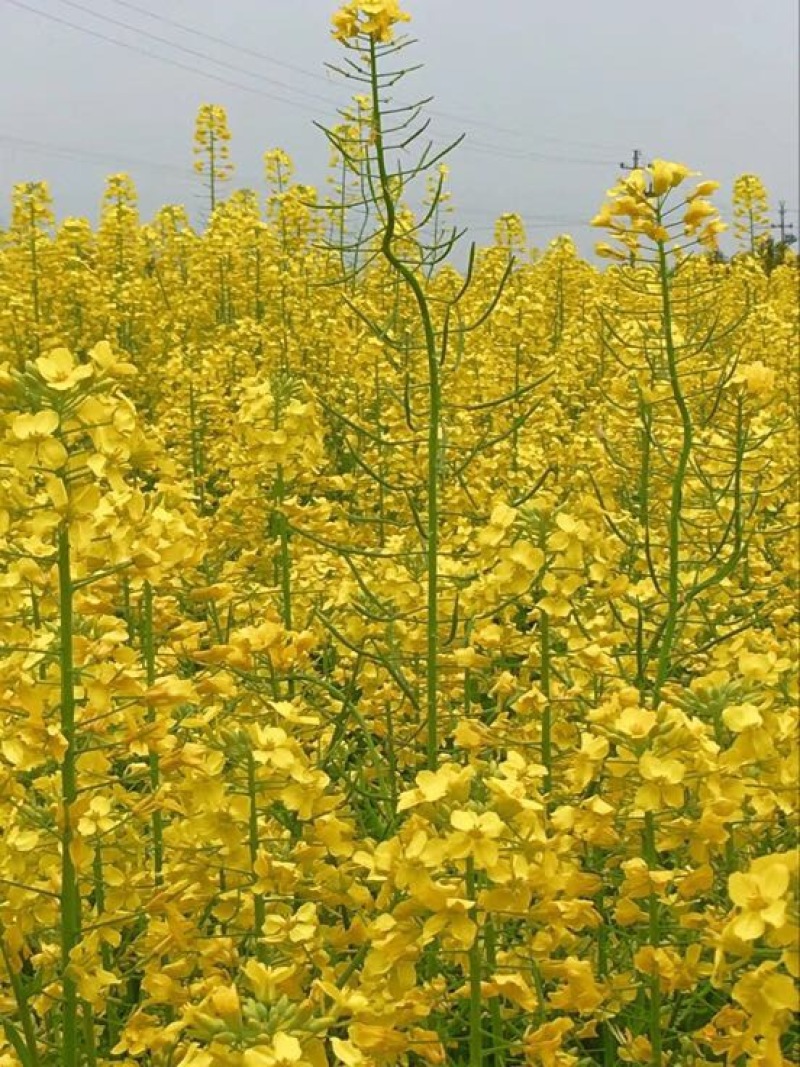 油菜籽1级