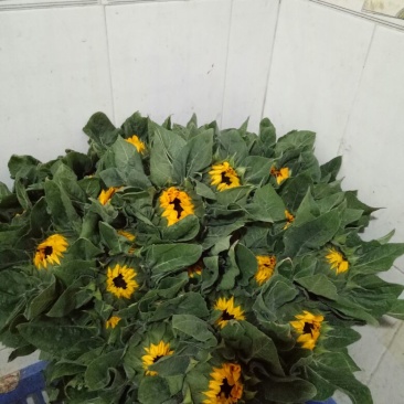 太阳花