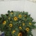 太阳花