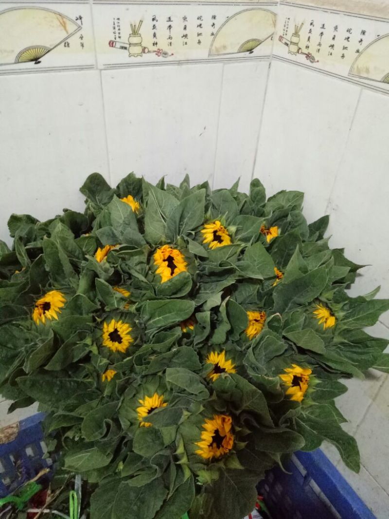 太阳花