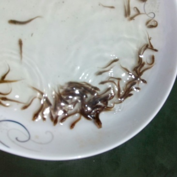 泥鳅苗。各种规格的泥鳅苗都有货。抗病毒强，长势快