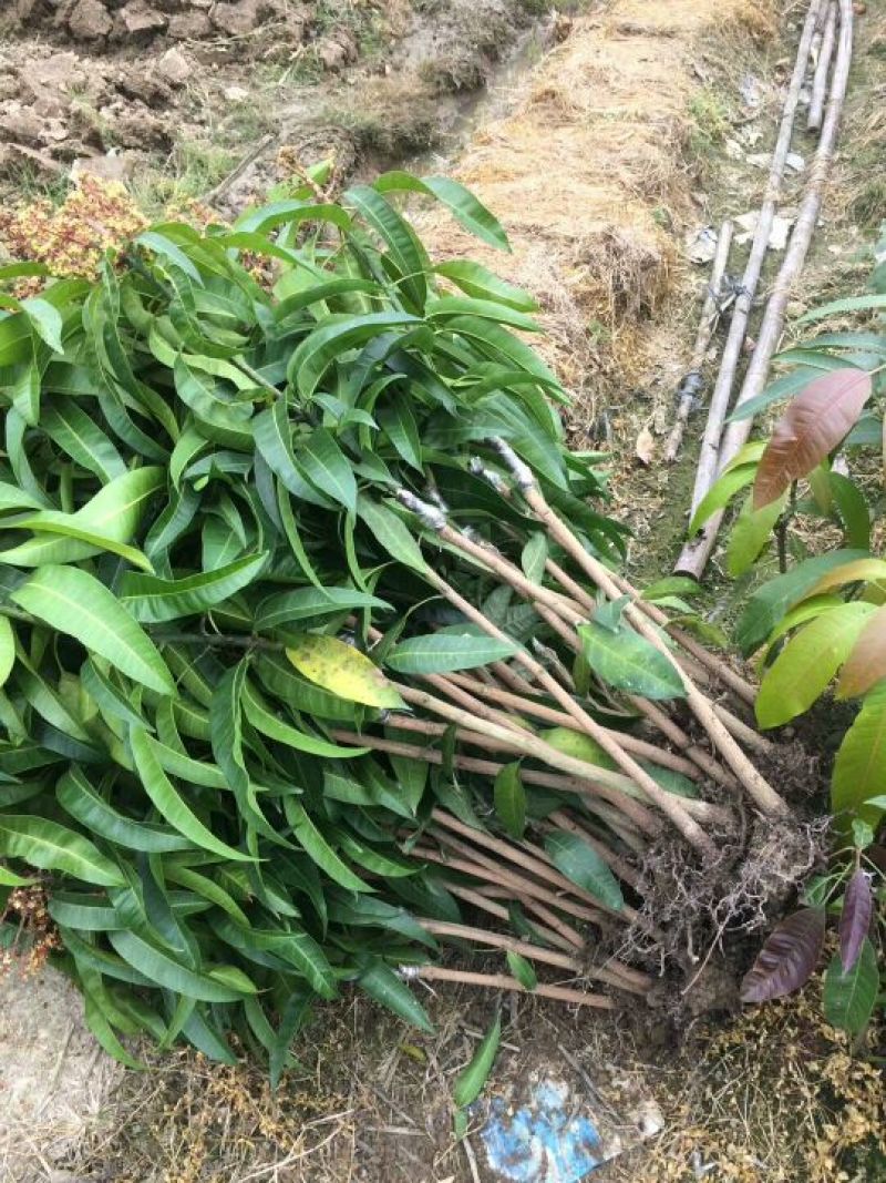 芒果苗澳芒芒果苗嫁接苗