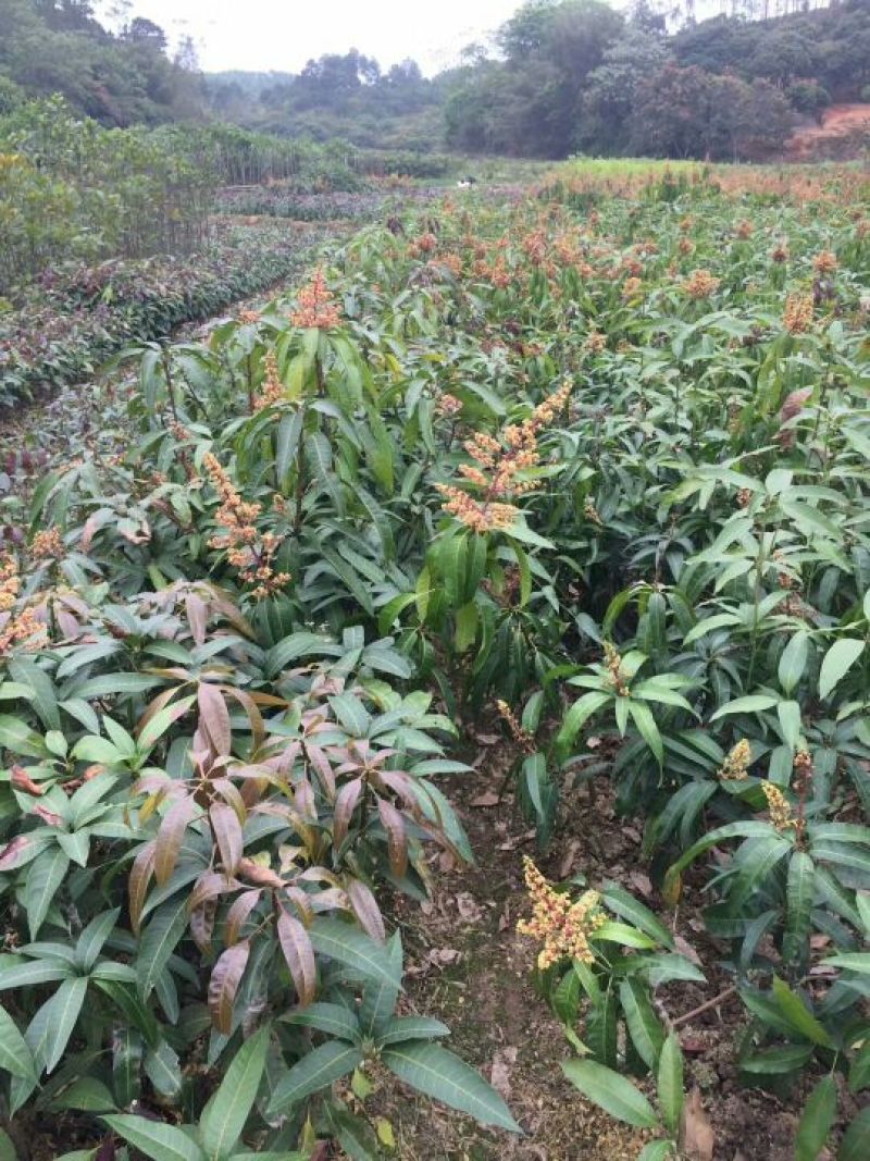 芒果苗澳芒芒果苗嫁接苗