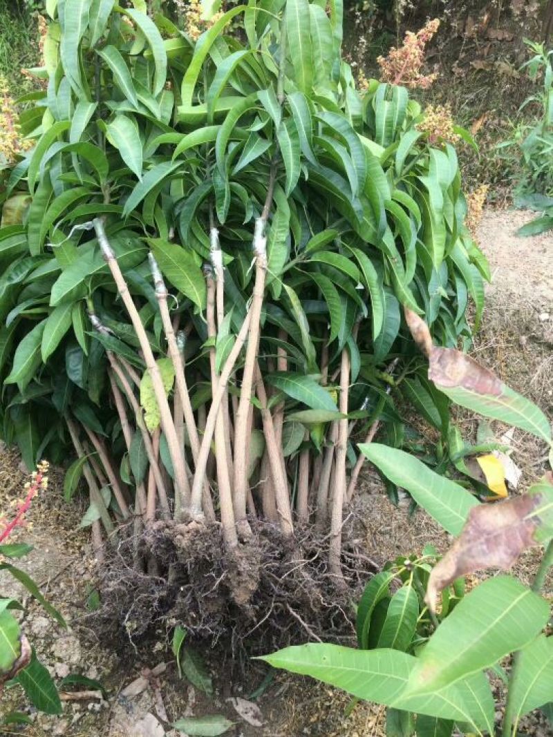 芒果苗澳芒芒果苗嫁接苗