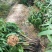 芒果苗澳芒芒果苗嫁接苗