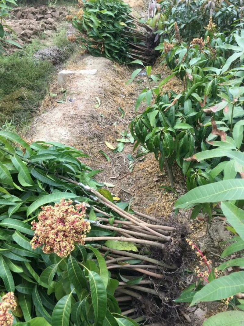 芒果苗澳芒芒果苗嫁接苗
