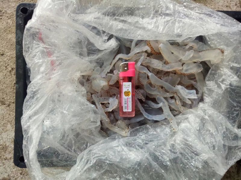 海蜇食用冰冻