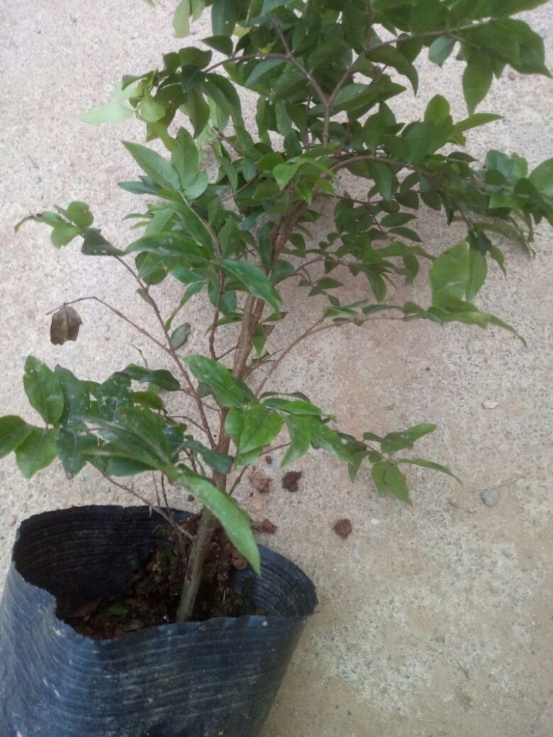 嘉宝果树苗1年