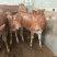 鲁西黄牛犊100~200kg