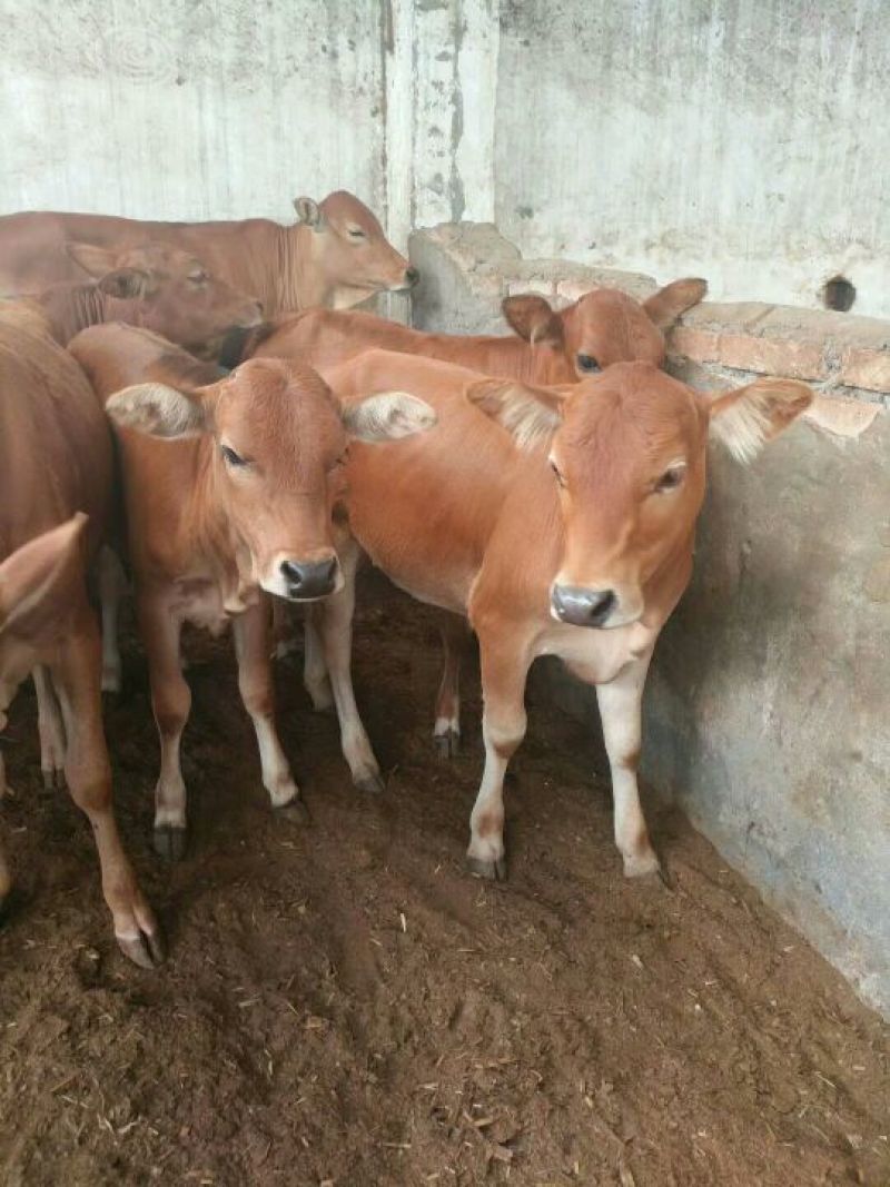 鲁西黄牛犊100~200kg