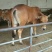 鲁西黄牛犊100~200kg