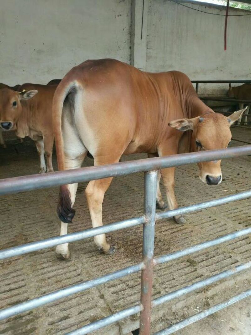 鲁西黄牛犊100~200kg