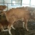 鲁西黄牛犊100~200kg