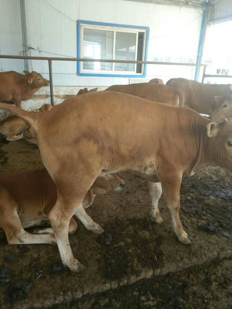 鲁西黄牛犊100~200kg