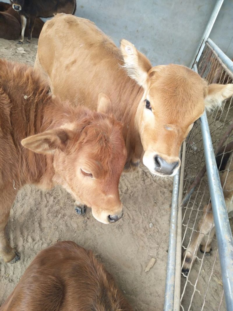 鲁西黄牛犊100~200kg